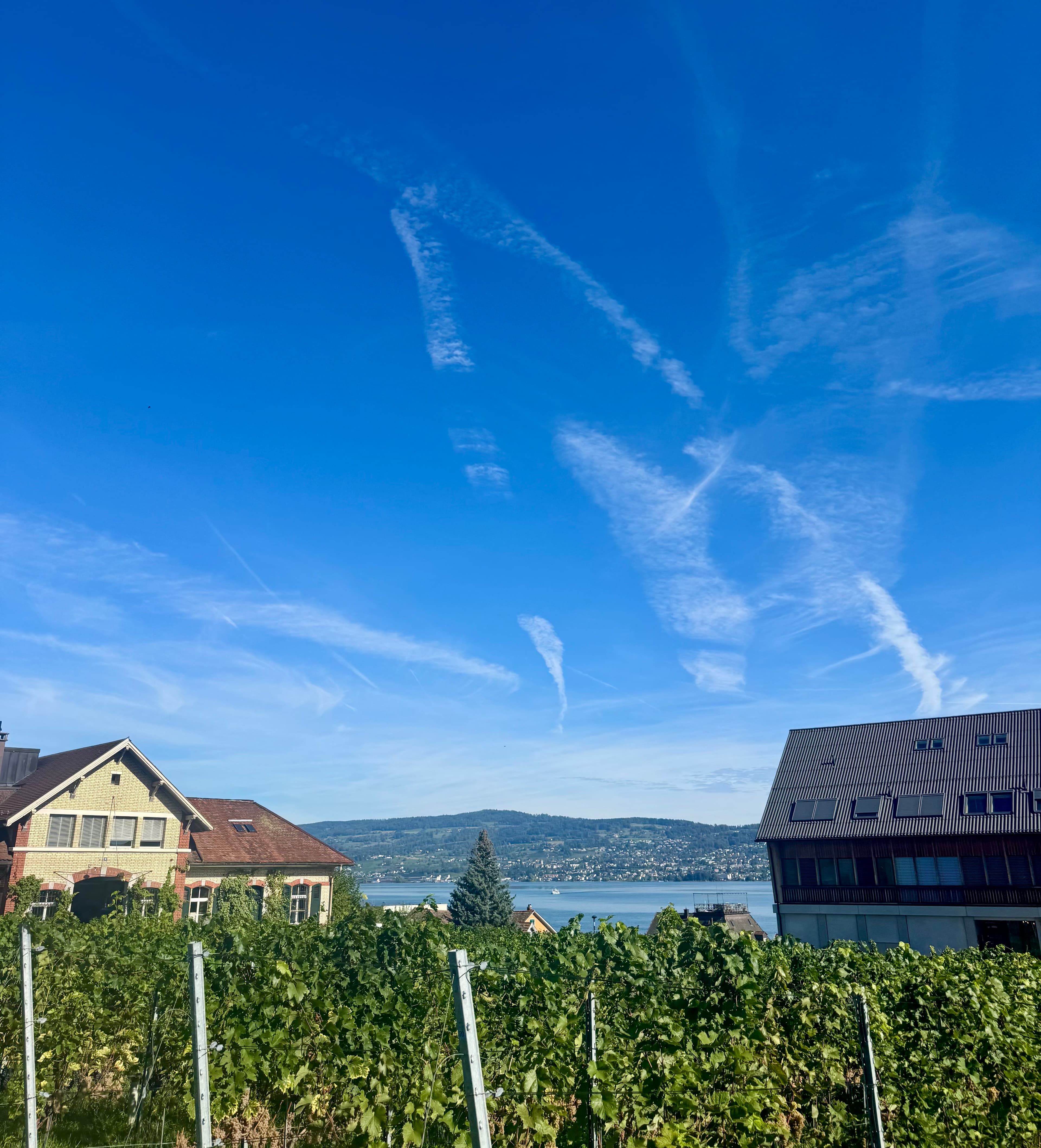 The view from the vineyards to Lake Zurich.