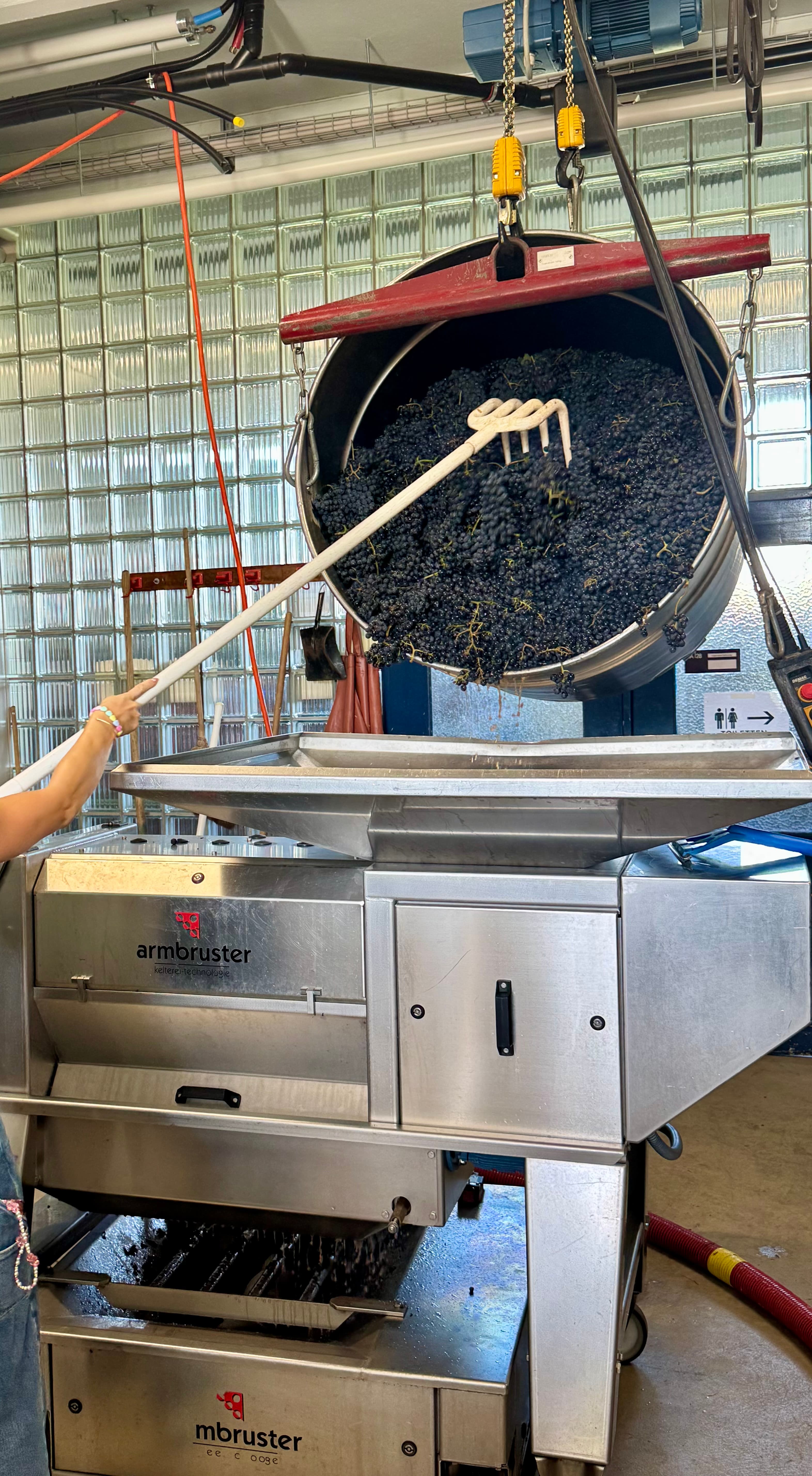 Feeding the grapes into the machine that will turn them into must.