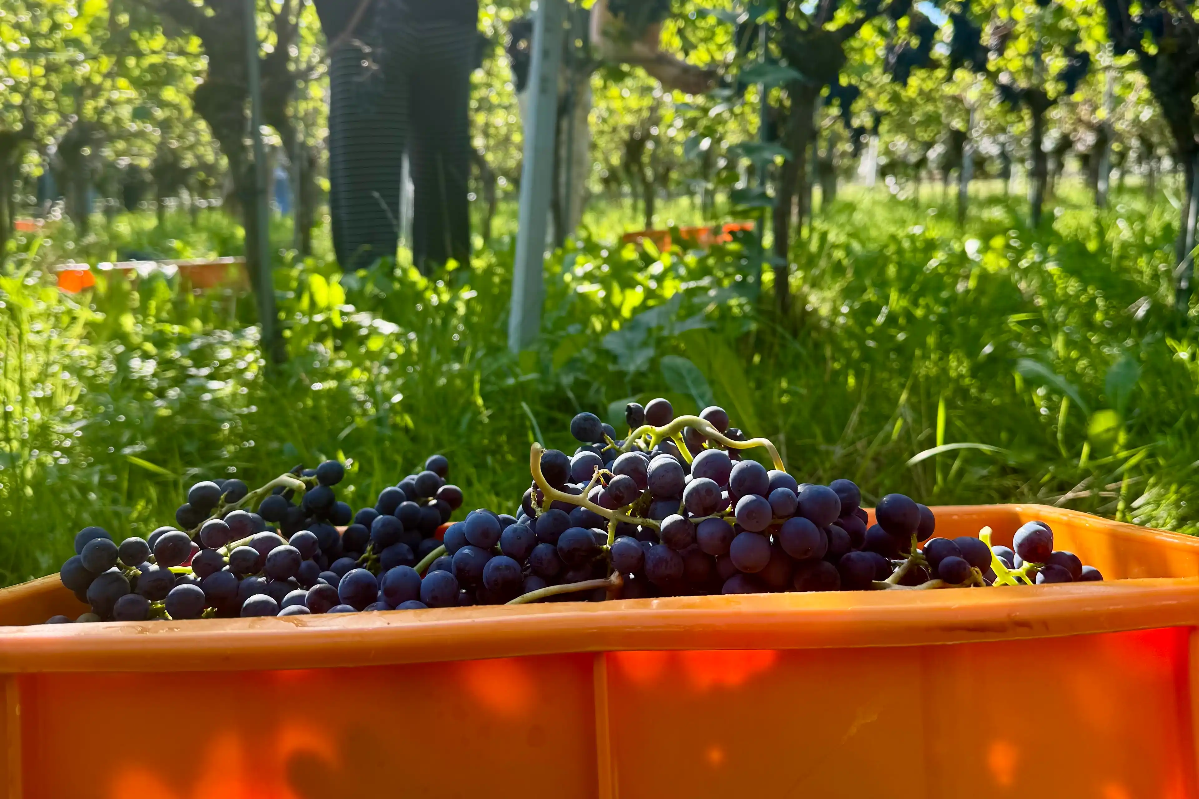 Grape Harvest at the Dreistand Winery